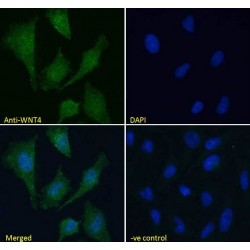 Protein Wnt-4 (WNT4) Antibody