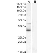 abx431713 (1 µg/ml) staining of Jurkat (A) and negative control U937 (B) cell lysate (35 µg protein in RIPA buffer). Detected by chemiluminescence.