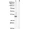 Protein Wnt-4 (WNT4) Antibody