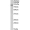 Neuronal PAS Domain Protein 4 (NPAS4) Antibody