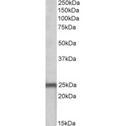 abx431718 (0.1 µg/ml) staining of Mouse Heart lysate (35 µg protein in RIPA buffer). Primary incubation was 1 hour. Detected by chemiluminescence.