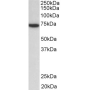 abx431723 (0.3 µg/ml) staining of Jurkat lysate (35 µg protein in RIPA buffer). Primary incubation was 1 hour. Detected by chemiluminescence.