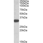 abx431725 (1 µg/ml) staining of K562 lysate (35 µg protein in RIPA buffer). Detected by chemiluminescence.