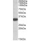 TIP41-Like Protein (TIPRL) Antibody