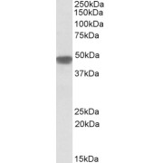 abx431726 (0.1 µg/ml) staining of Human Heart lysate (35 µg protein in RIPA buffer). Primary incubation was 1 hour. Detected by chemiluminescence.