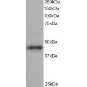 abx431732 staining (1 µg/ml) of human heart lysate (RIPA buffer, 35 µg total protein per lane). Primary incubated for 1 hour. Detected by western blot using chemiluminescence.