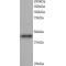 ARP1 homolog B Antibody