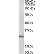 abx431735 (0.1 µg/ml) staining of Mouse Testis lysate (35 µg protein in RIPA buffer). Primary incubation was 1 hour. Detected by chemiluminescence.