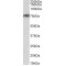 Cleavage Stimulation Factor Subunit 3 (CSTF3) Antibody