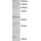 Oxysterol-Binding Protein-Related Protein 2 (ORP2) Antibody