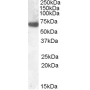 abx431752 (0.1 µg/ml) staining of Rat Liver lysate (35 µg protein in RIPA buffer). Primary incubation was 1 hour. Detected by chemiluminescence.