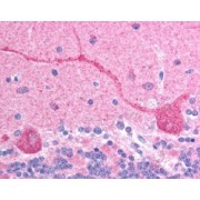 abx431753 (2.5 µg/ml staining of paraffin embedded human brain (cerebellum). Steamed antigen retrieval with citrate buffer pH 6, AP-staining.