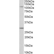 abx431754 (0.1 µg/ml) staining of NIH3T3 lysate (35 µg protein in RIPA buffer). Detected by chemiluminescence.