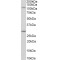 Myosin IH Antibody