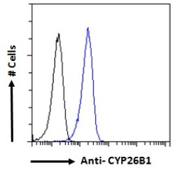 Cytochrome P450 26B1 (CYP26B1) Antibody