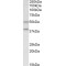 Ghrelin O-Acyltransferase (MBOAT4) Antibody