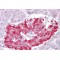 Autophagy Related 4D Cysteine Peptidase (ATG4D) Antibody