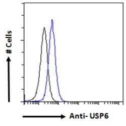 Ubiquitin Carboxyl-Terminal Hydrolase 6 (USP6) Antibody