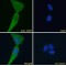 Ubiquitin Carboxyl-Terminal Hydrolase 6 (USP6) Antibody