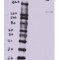 BTB/POZ Domain-Containing Protein 7 (BTBD7) Antibody