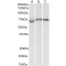 Cyclin-D-Binding Myb-Like Transcription Factor 1 (DMTF1) Antibody