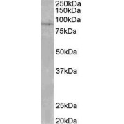 abx431786 (0.1 µg/ml) staining of Human Heart lysate (35 µg protein in RIPA buffer). Primary incubation was 1 hour. Detected by chemiluminescence.