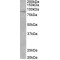 SET Domain Bifurcated 2 (SETDB2) Antibody