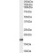 Peptidyl-Prolyl Cis-Trans Isomerase NIMA-Interacting 1 (PIN1) Antibody