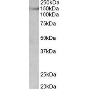 abx431797 (0.03 µg/ml) staining of Mouse Brain lysate (35 µg protein in RIPA buffer). Primary incubation was 1 hour. Detected by chemiluminescence.