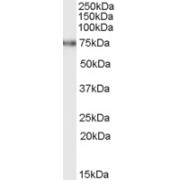 abx431799 (0.5 µg/ml) staining of rat kidney lysate (RIPA buffer, 35 µg total protein per lane). Primary incubated for 1 hour. Detected by western blot using chemiluminescence.