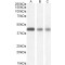 Septin 3 (SEPTIN3) Antibody