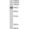 Transglutaminase-6 (Tgm6) Antibody