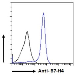 B7 Homolog 4 (B7-H4) Antibody