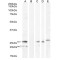 B7 Homolog 4 (B7-H4) Antibody