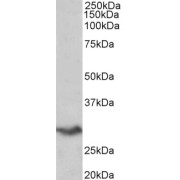 abx431809 (0.2 µg/ml) staining of Human Spleen lysate (35 µg protein in RIPA buffer). Primary incubation was 1 hour. Detected by chemiluminescence.