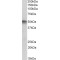 Autophagy Related 4C Cysteine Peptidase (ATG4C) Antibody