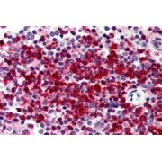abx431819 (5 µg/ml staining of paraffin embedded Human Spleen. Steamed antigen retrieval with citrate buffer pH 6, AP-staining.