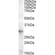 abx431822 (0.5 µg/ml) staining of Human Heart lysate (35 µg protein in RIPA buffer). Primary incubation was 1 hour. Detected by chemiluminescence.