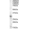 Apolipoprotein A1 Binding Protein (APOA1BP) Antibody