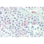 Western blot analysis of paraffin embedded Human Testis using Adipogenin Antibody (5 µg/ml). Steamed antigen retrieval with citrate buffer pH 6, AP-staining.