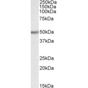 abx431827 (0.1 µg/ml) staining of Rat Kidney lysate (35 µg protein in RIPA buffer). Primary incubation was 1 hour. Detected by chemiluminescence.