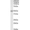 UDP-Glucuronosyltransferase 2B17 (Ugt2b) Antibody