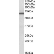 abx431828 (0.3 µg/ml) staining of Kelly lysate (35 µg protein in RIPA buffer). Primary incubation was 1 hour. Detected by chemiluminescence.