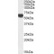 Perilipin Antibody