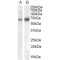 Cell Adhesion Molecule 4 (CADM4) Antibody