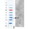 CD97 Antigen (ADGRE5) Antibody