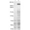 Neurobeachin (NBEA) Antibody