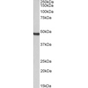 abx431839 (0.3 µg/ml) staining of Jurkat nuclear lysate (35 µg protein in RIPA buffer). Detected by chemiluminescence.