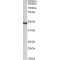 Origin Recognition Complex Subunit 4 (ORC4) Antibody