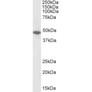 Biotinylated abx431839 (0.1 µg/ml) staining of Jurkat nuclear lysate (35 µg protein in RIPA buffer), exactly mirroring its parental non-biotinylated product. Primary incubation was 1 hour. Detected by chemiluminescence, using streptavidin-HRP and using NAP blocker as a substitute for skimmed milk.